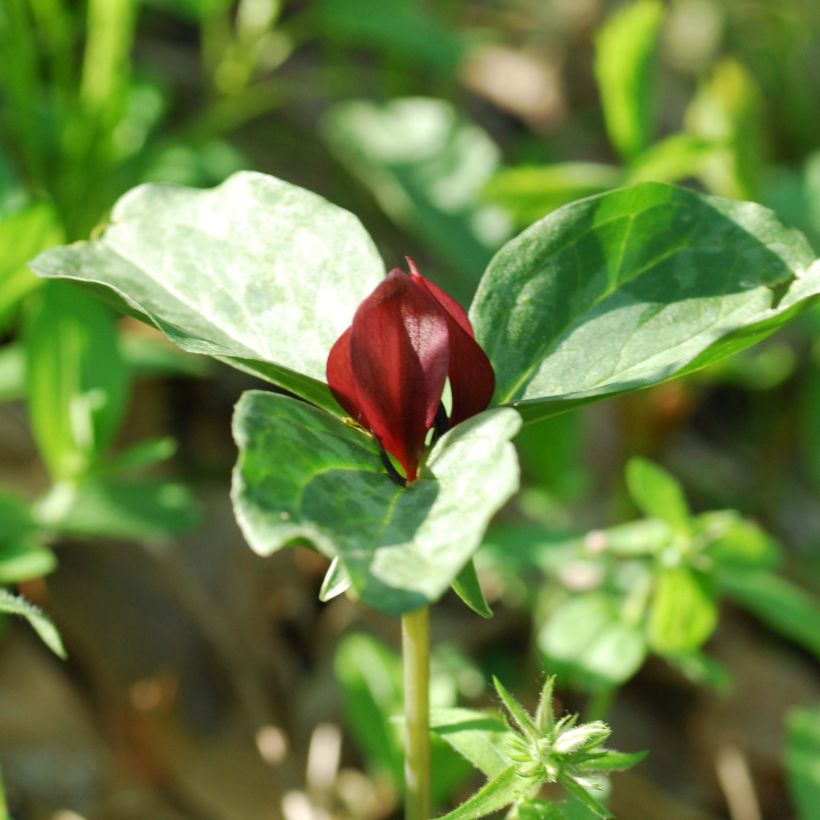 Trillium recurvatum  (Flowering)
