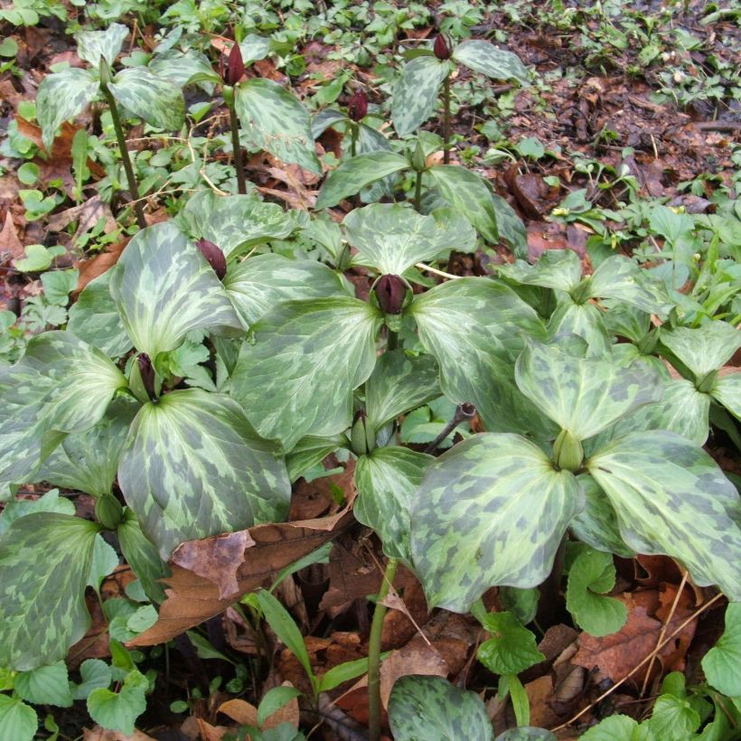 Trillium recurvatum  (Plant habit)
