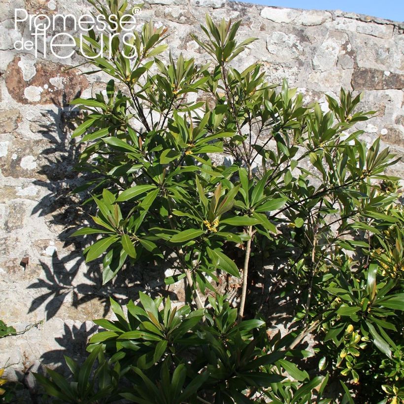 Tristaniopsis laurina (Plant habit)
