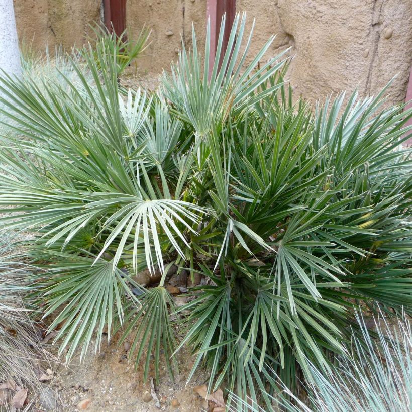 Trithrinax campestris - Caranday Palm (Foliage)