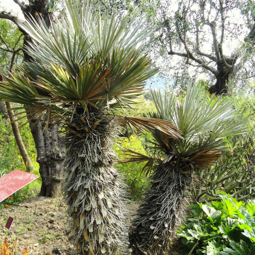 Trithrinax campestris - Caranday Palm (Plant habit)
