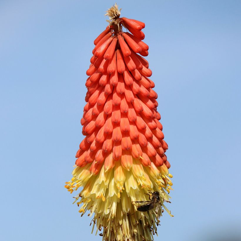 Kniphofia Traffic Lights - Red Hot Poker (Flowering)