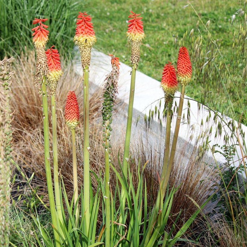 Kniphofia Traffic Lights - Red Hot Poker (Plant habit)