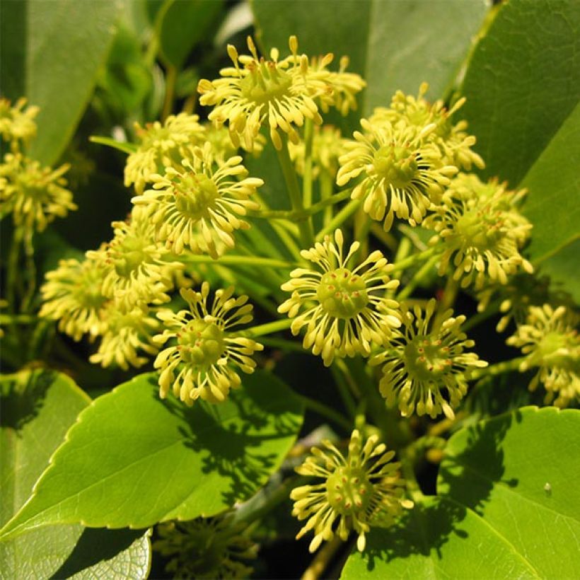 Trochodendron aralioides (Flowering)