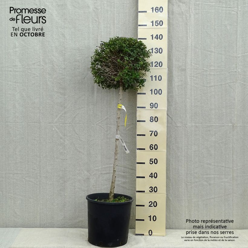 Ligustrum delavayanum - Privet 7.5L/10L pot sample as delivered in autumn
