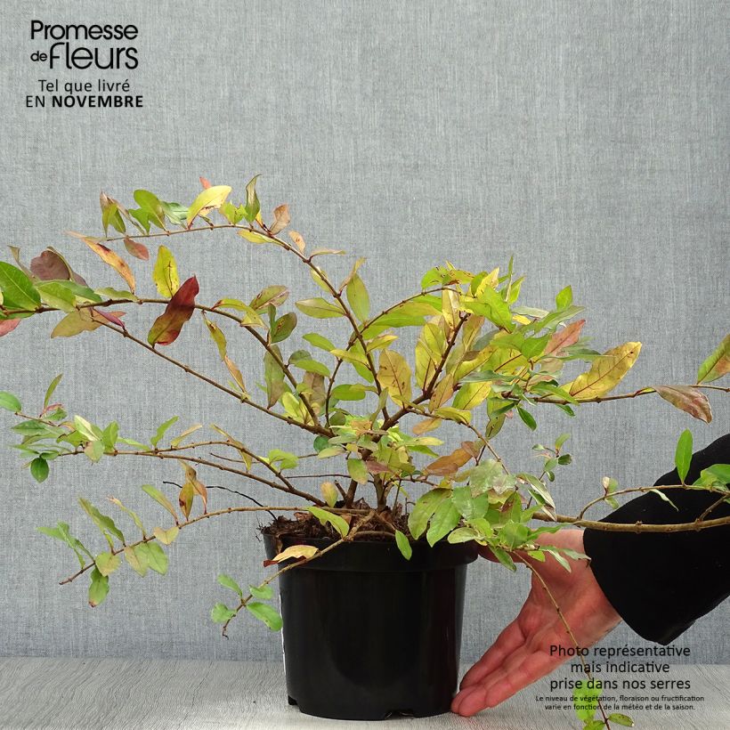 Troène - Ligustrum obtusifolium Ilvomassi  Pot de 2L/3L sample as delivered in autumn