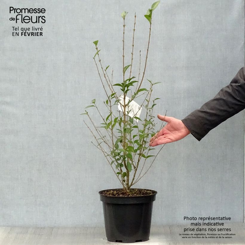 Troène - Ligustrum ovalifolium 100/125cm en pot de 10L sample as delivered in winter