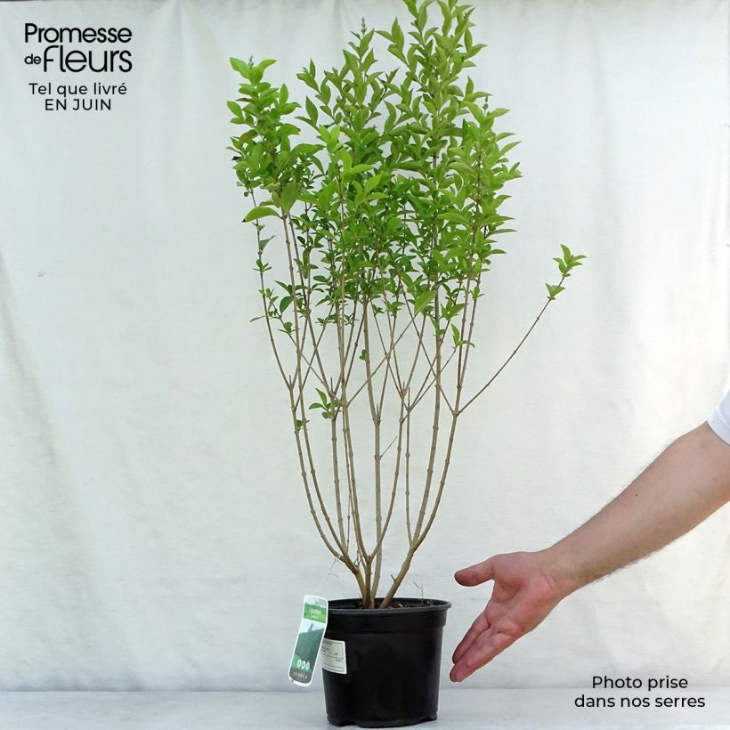 Ligustrum ovalifolium - Privet 2L/3L pot sample as delivered in summer