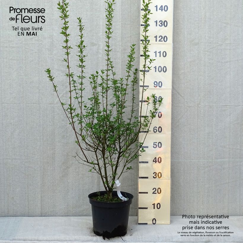 Common Privet - Ligustrum vulgare Atrovirens 7.5L/10L potShipped height around 80/100cm sample as delivered in spring