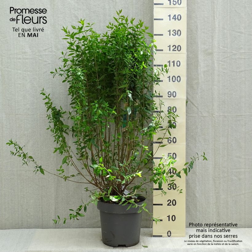 Common Privet - Ligustrum vulgare Atrovirens 7.5L/10L potShipped height around 200cm sample as delivered in spring