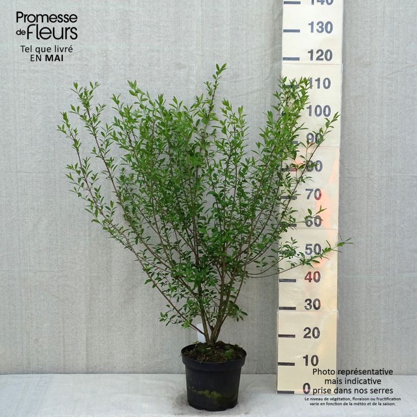 Common Privet - Ligustrum vulgare Atrovirens 4L/5L potShipped height around 80+cm sample as delivered in spring