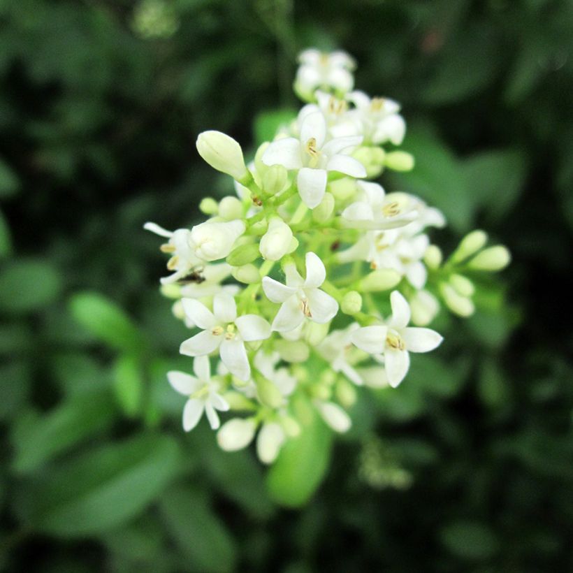 Common Privet - Ligustrum vulgare (Flowering)
