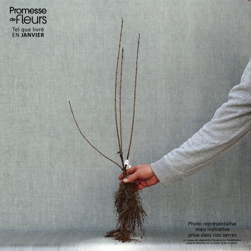 Common Privet - Ligustrum vulgare Bare rootShipped height around 60/80cm sample as delivered in winter