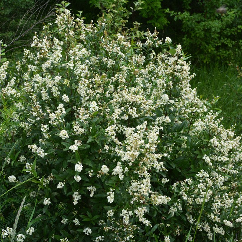 Common Privet - Ligustrum vulgare (Plant habit)