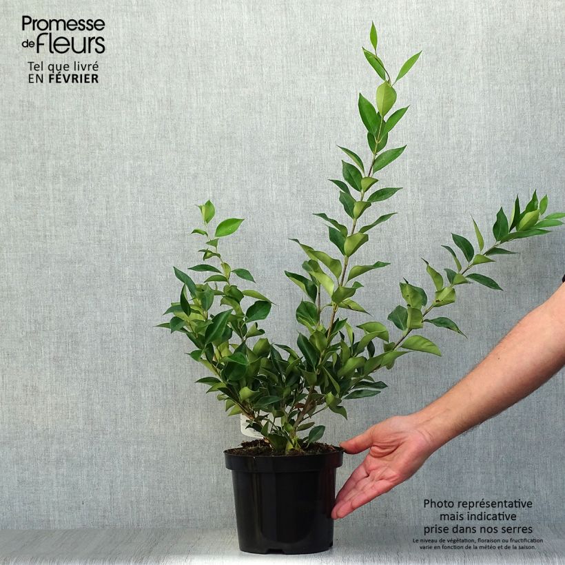 Troène de Chine - Ligustrum lucidum Pot de 2L/3L sample as delivered in autumn