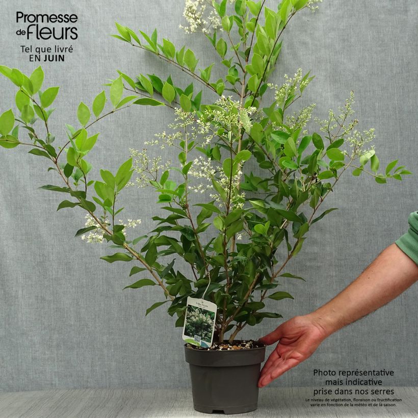 Ligustrum lucidum - Glossy Privet 2L/3L potShipped height around 30/40cm sample as delivered in summer