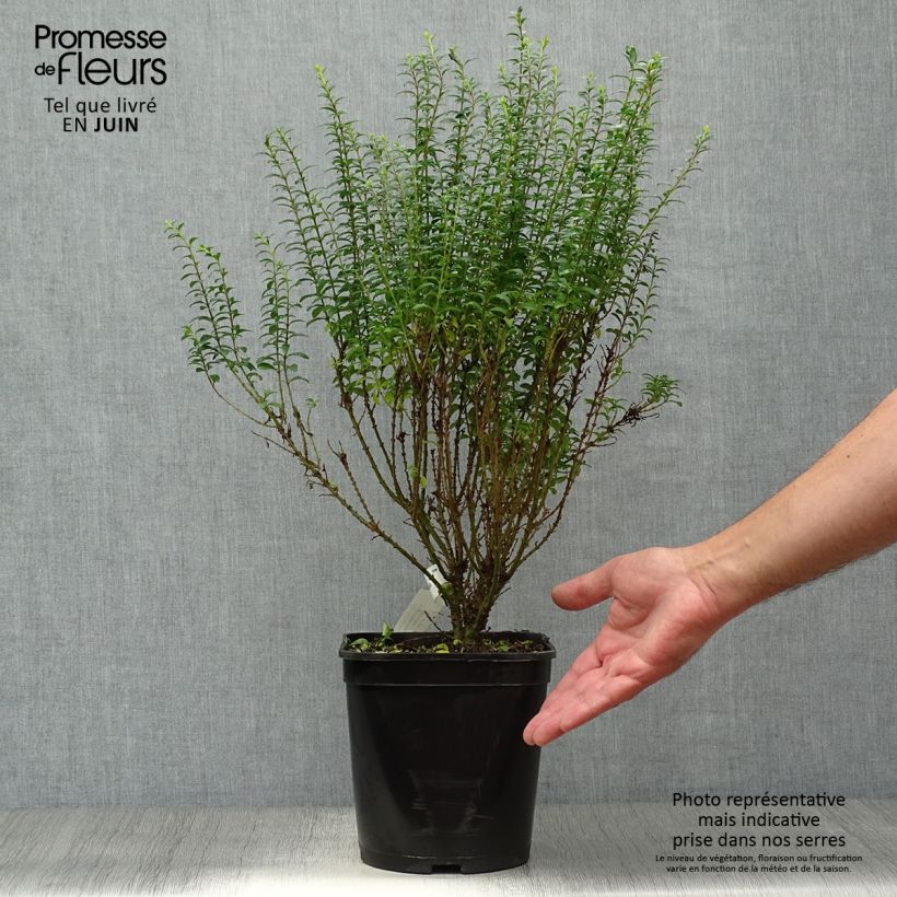 Ligustrum sinense Eugene Clive - Chinese Privet 4L/5L potShipped height around 70/80cm sample as delivered in summer