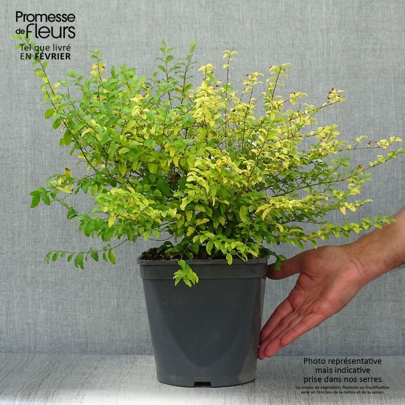 Troène de Chine - Ligustrum sinense Sunshine Pot de 4L sample as delivered in autumn