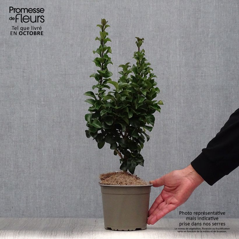 Troène du Japon - Ligustrum japonicum Rotundifolium Pot de 2L/3L sample as delivered in autumn