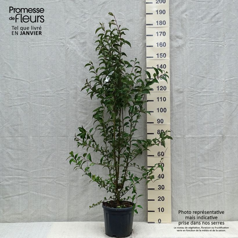 Troène du Japon - Ligustrum japonicum en pot de 7,5L/10L sample as delivered in winter