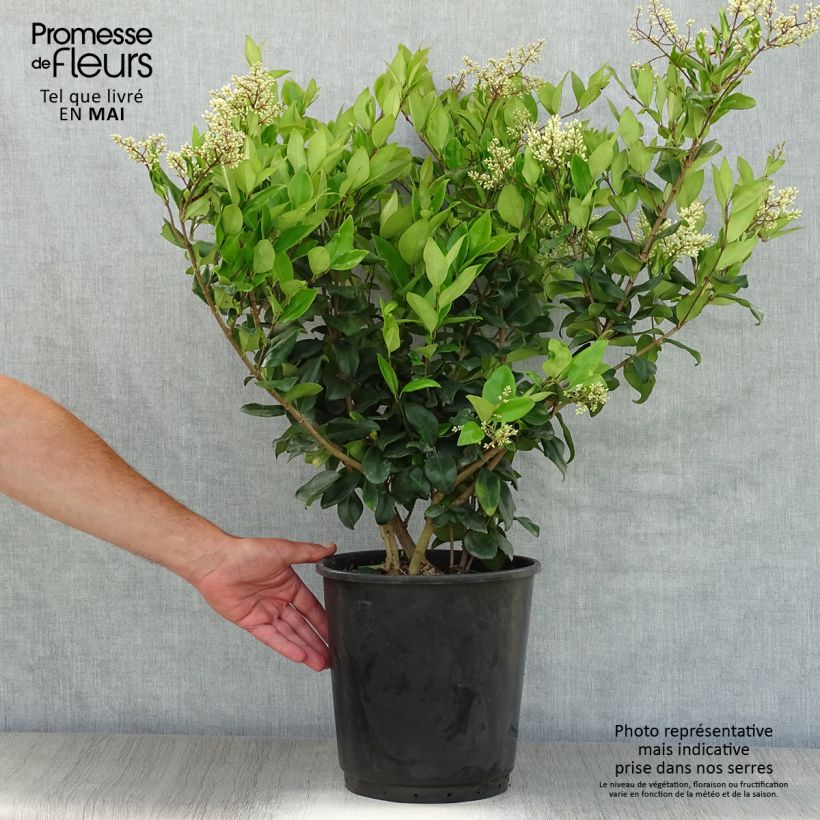 Troène du Texas - Ligustrum japonicum Texanum en pot de 7,5L/10L sample as delivered in spring