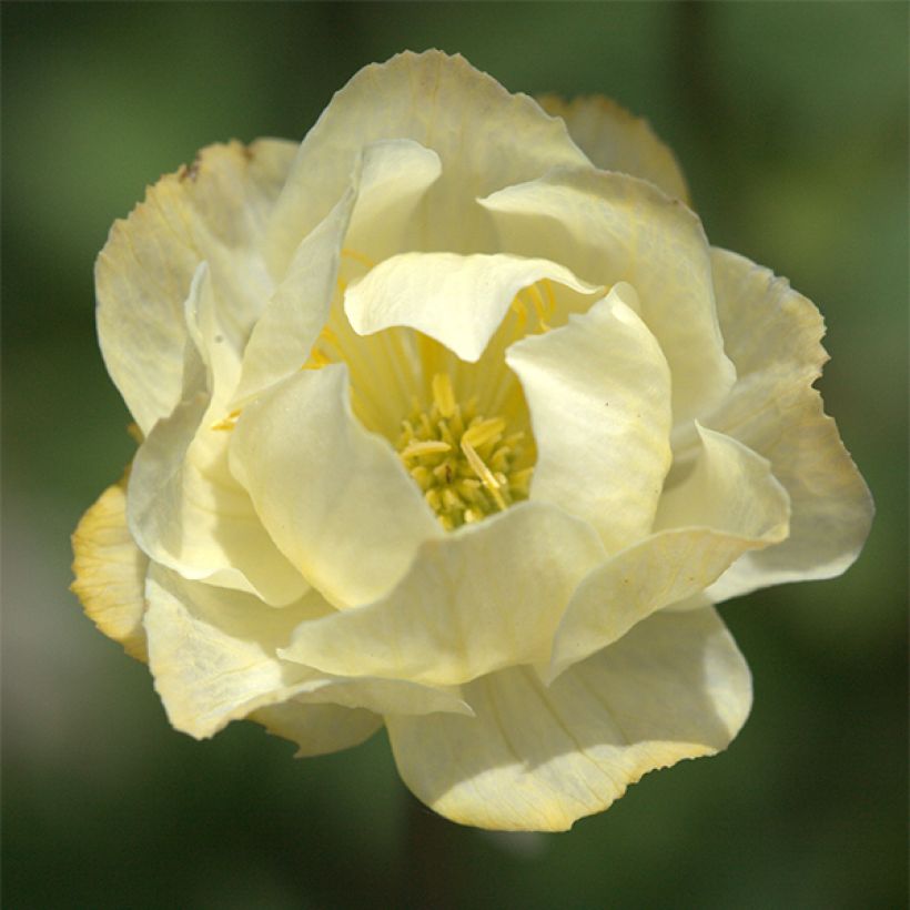 Trollius x cultorum Alabaster (Flowering)