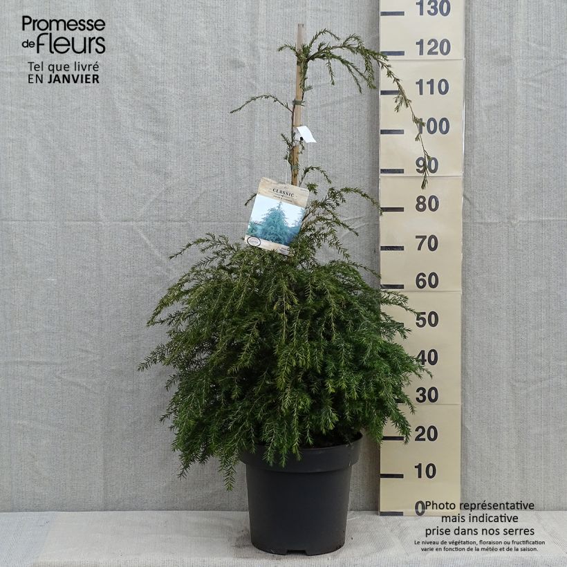 Tsuga canadensis - Pruche du Canada Pot de 3L sample as delivered in winter