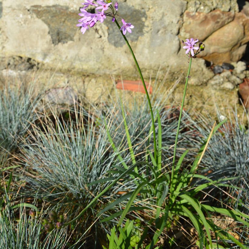 Tulbaghia violacea Dark Star - Society garlic (Plant habit)