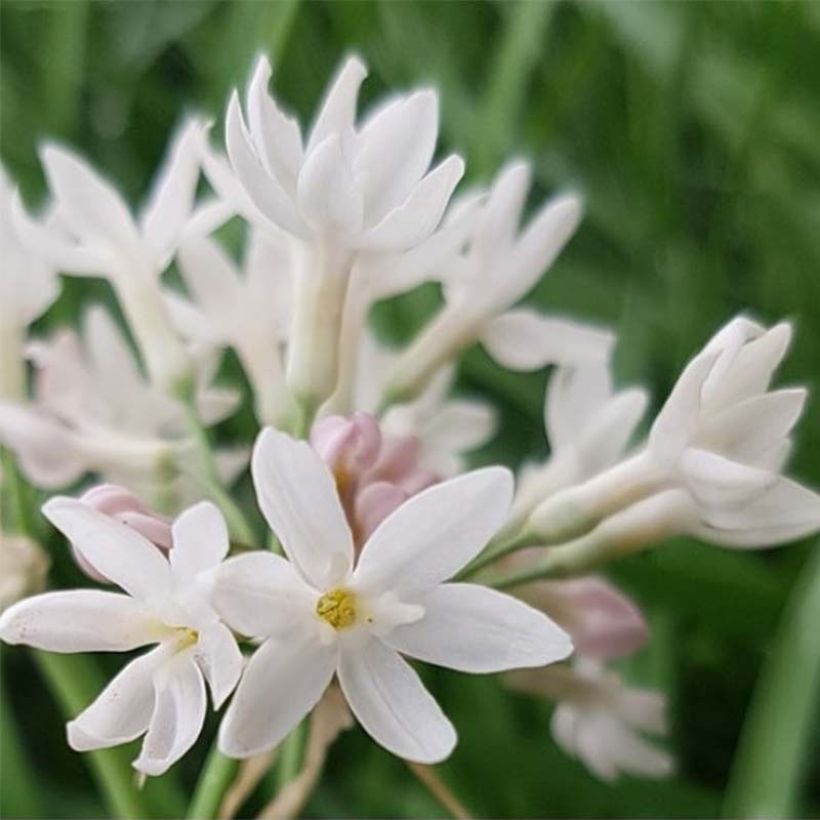 Tulbaghia violacea Pearl (Flowering)