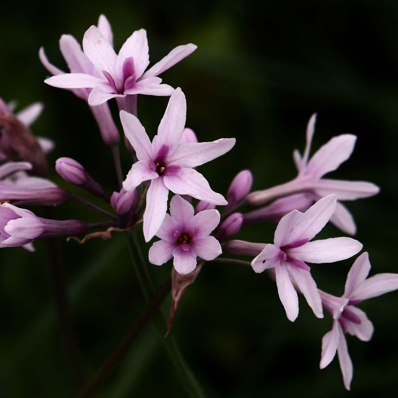 Tulbaghia violacea Purple Eye - Society Garlic (Flowering)