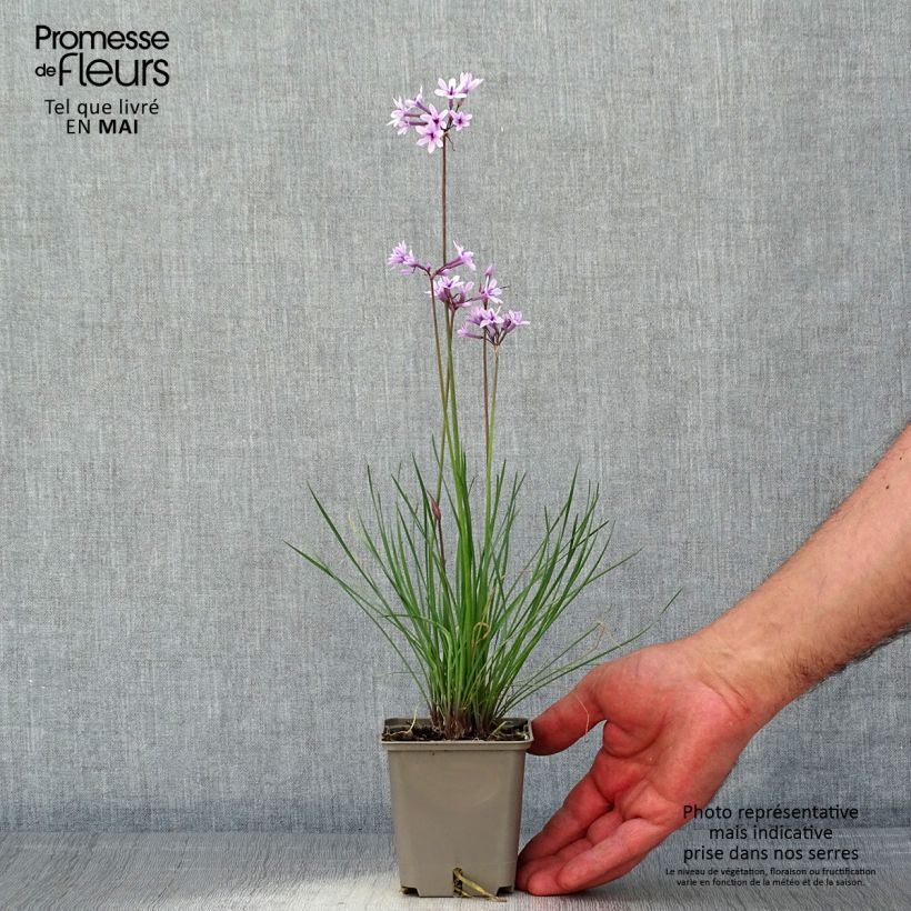 Tulbaghia violacea Purple Eye - Society Garlic sample as delivered in spring