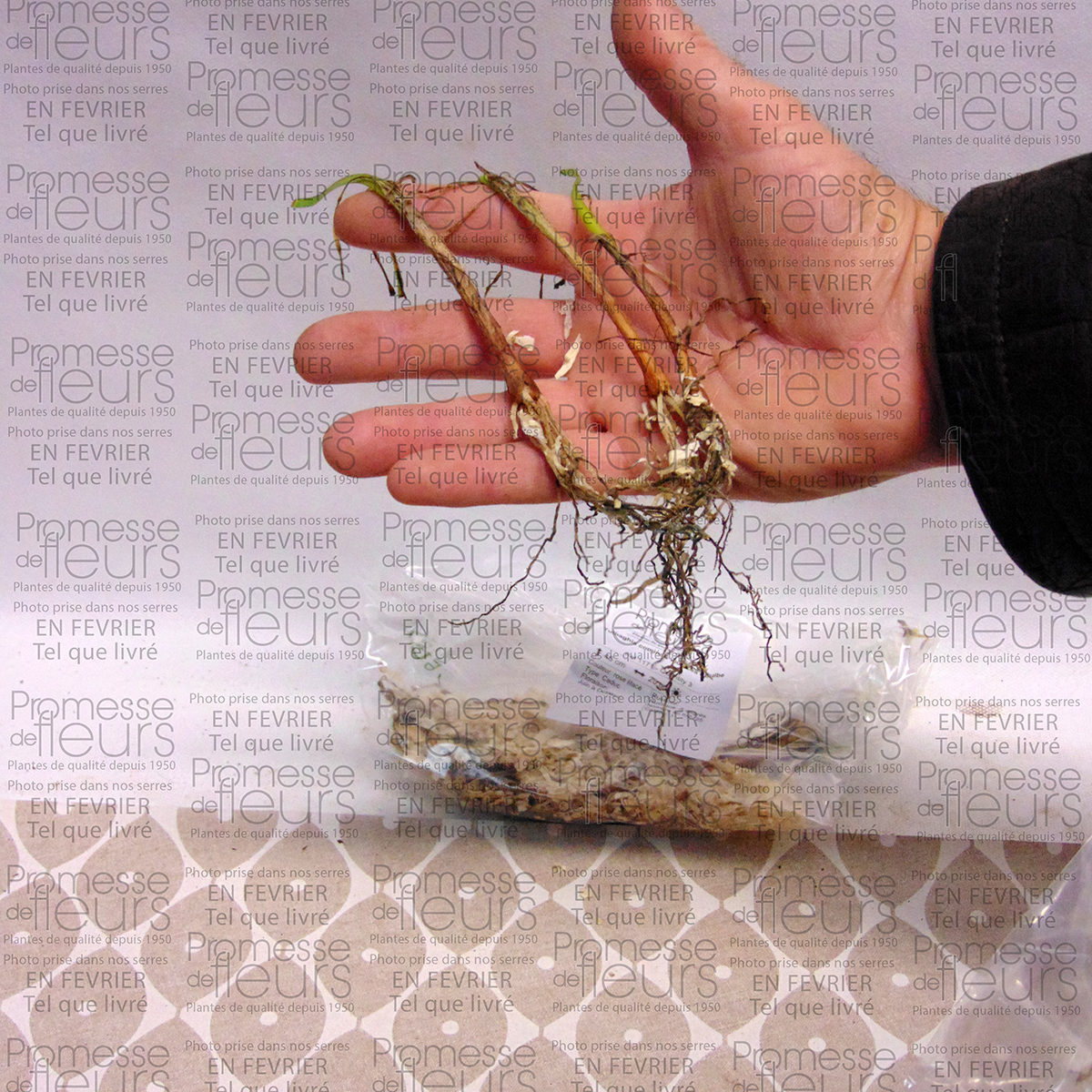 Example of Tulbaghia cominsii Violacea - Bulbe specimen as delivered