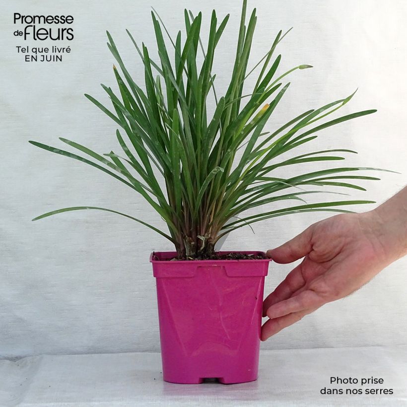 Tulbaghia violacea Kilimanjaro 2L/3L pot sample as delivered in summer