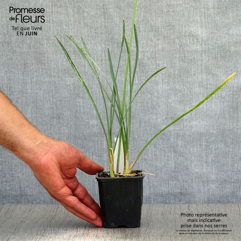 Tulbaghia violacea - Society Garlic 8/9 cm pot sample as delivered in summer