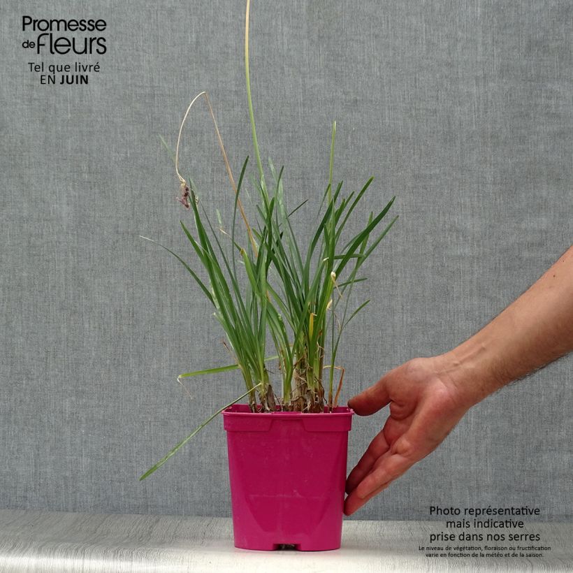 Tulbaghia violacea - Society Garlic 2L/3L pot sample as delivered in summer