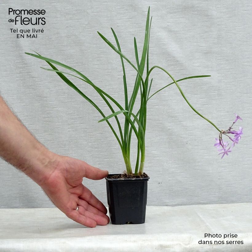 Tulbaghia violacea - Society Garlic sample as delivered in spring