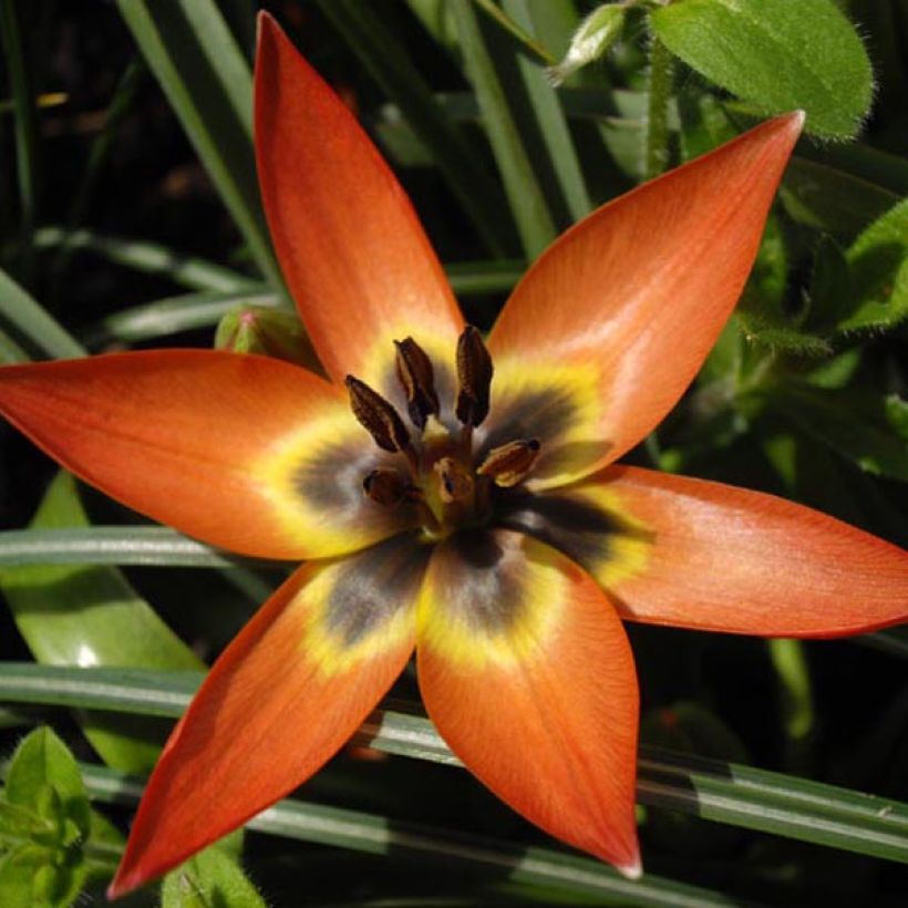 Tulipa hageri x aucheriana 'Little Princess' (Flowering)