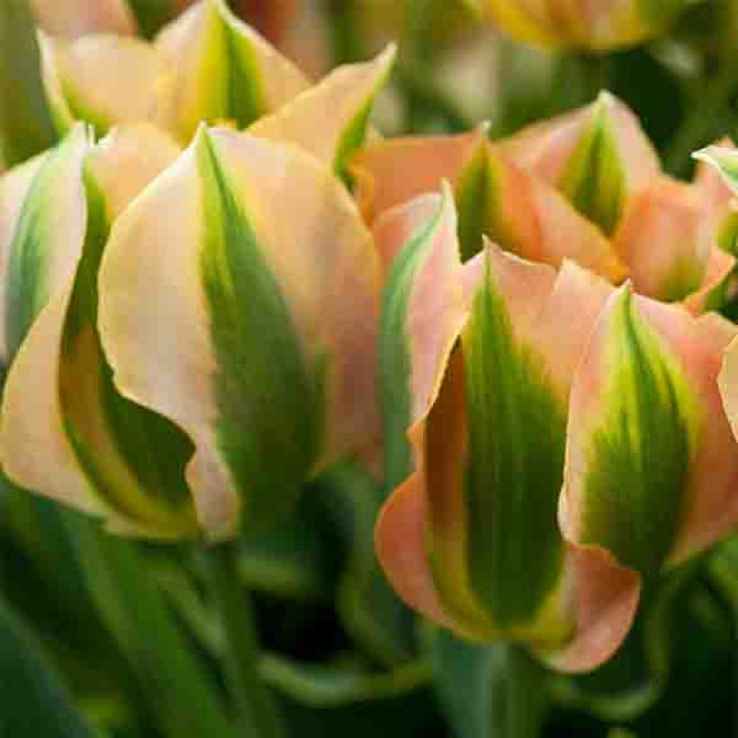 Tulipa Green River (Flowering)