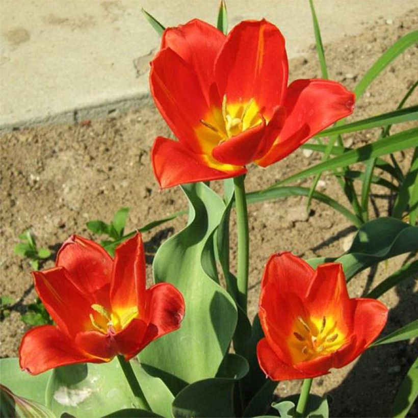 Tulipa vvedenskyi - Botanical Tulip (Plant habit)