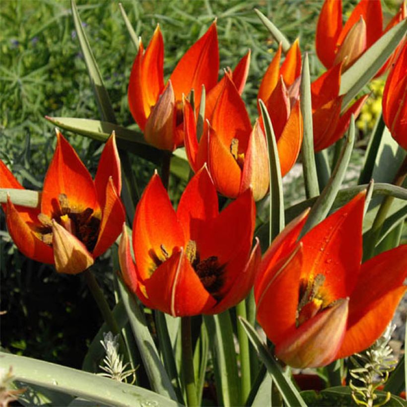 Tulipa whittallii - Botanical Tulip (Flowering)