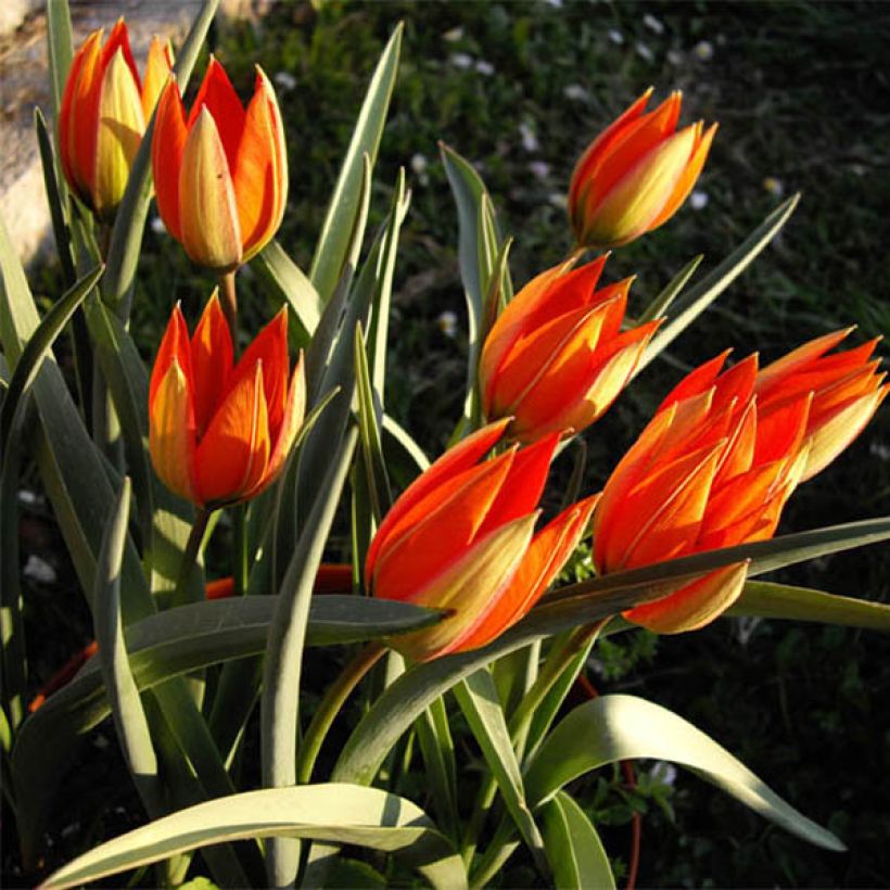 Tulipa whittallii - Botanical Tulip (Plant habit)