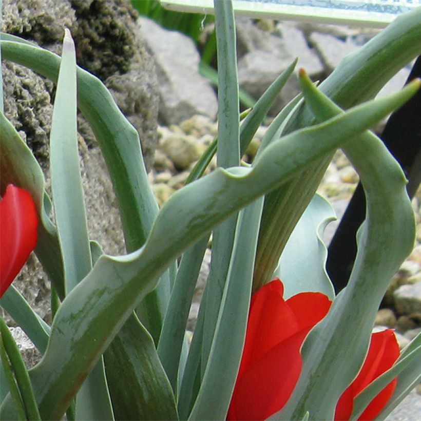 Tulipa wilsoniana - Botanical Tulip (Foliage)