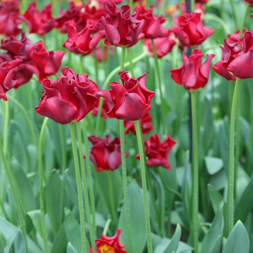Tulipa 'Red Dress' (Plant habit)