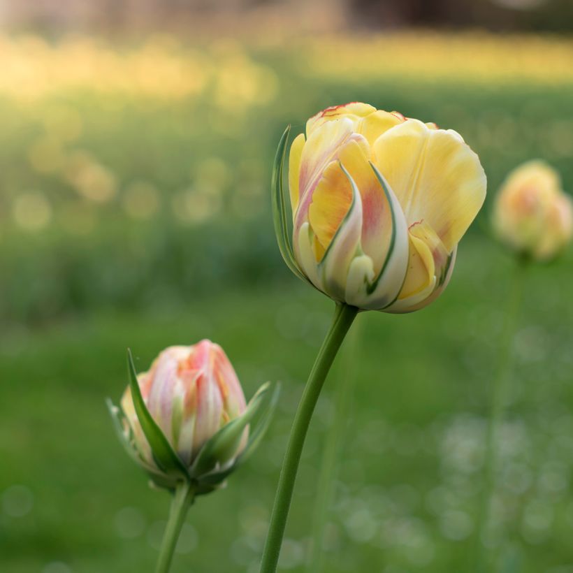 Tulipa viridiflora Golden Artist (Flowering)