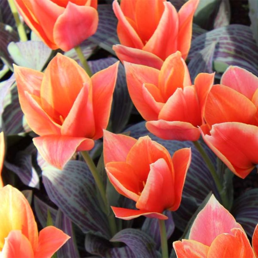 Tulipa Corsage (Flowering)