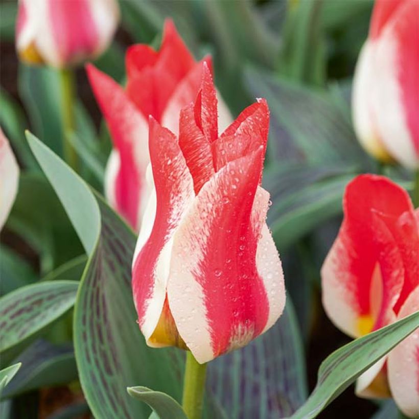 Tulipa Plaisir (Flowering)