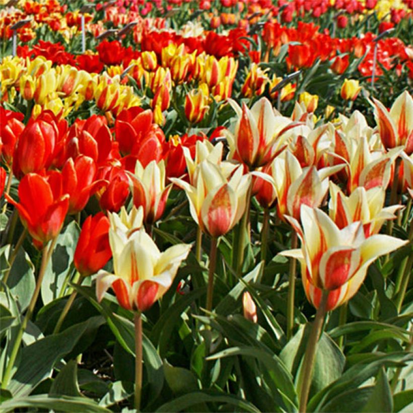 Tulipa greigii mix - Botanical Tulip (Flowering)