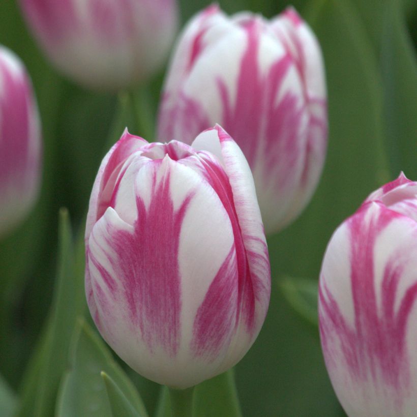 Tulipa 'Caramba' (Triumph) (Flowering)