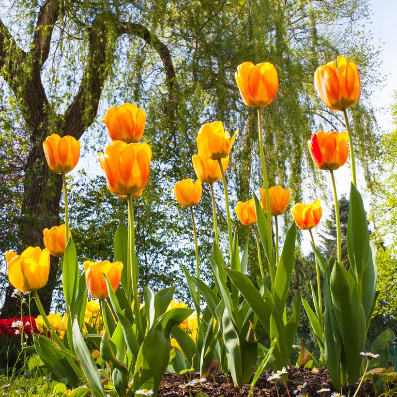 Tulipa Hybrid Darwin Blushing Apeldoorn - Darwin hybrid Tulip (Plant habit)