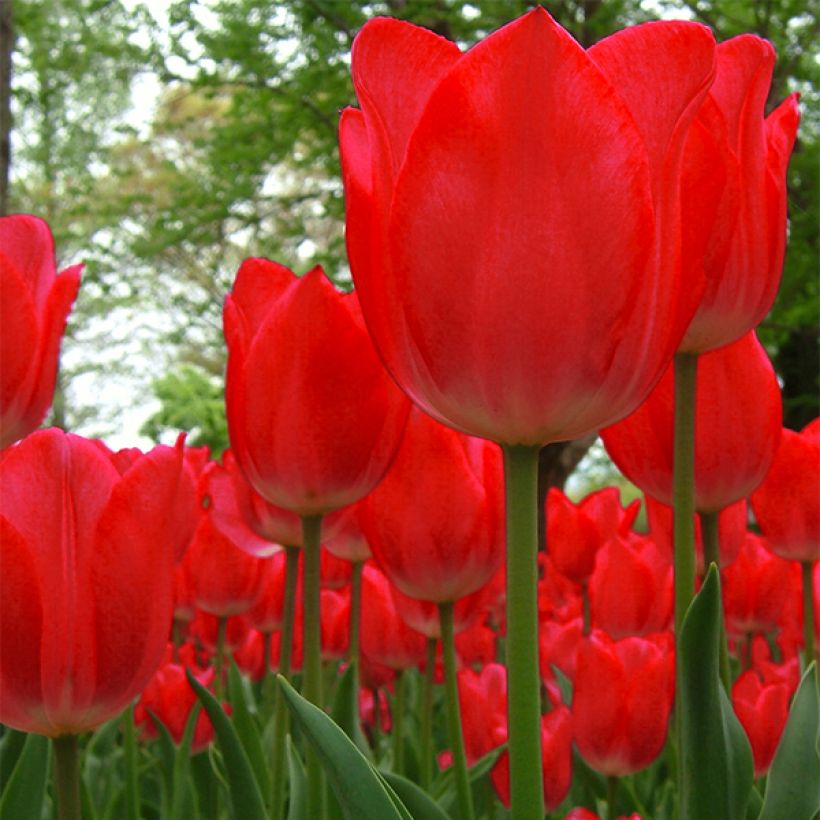 Tulipa Red Impression - Darwin hybrid Tulip (Flowering)
